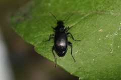 Platynus decentis by Qwexcxewq. Used under a CC BY 4.0 license.