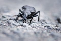 Ground beetle 26 May 2019 by Pixabay.com. Used under a CC0 license.