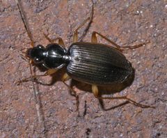 Tetraleucus picticornis P1460454a by
xpda. Used under a CC BY-SA 4.0 license.