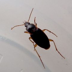 Calathus opaculus by Jacy Lucier. Used under a CC BY-SA 4.0 license.