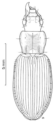 COLE Carabidae Laemostenus complanatus by Desmond W. Helmore
. Used under a CC BY 4.0 license.