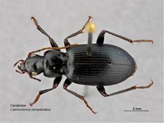 Laemostenus complanatus by Caroline Harding, MAF. Used under a CC BY 3.0 au license.