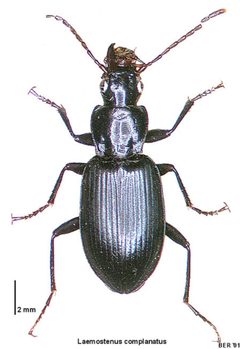 Laemostenus complanatus LRNZ by Birgit E. Rhode, Landcare Research New Zealand Ltd.. Used under a CC BY 4.0 license.