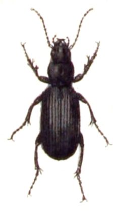 Laemostenus.terricola.-.calwer.06.20 by Emil Hochdanz
. Used under a Public domain license.
