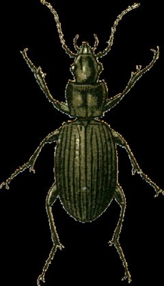 Laemostenus terricola Jacobson by Georgiy Jacobson. Used under a Public domain license.