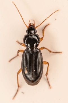 Synuchus impunctatus - inat 212628446 by {{{name}}}. Used under a CC BY 4.0 license.