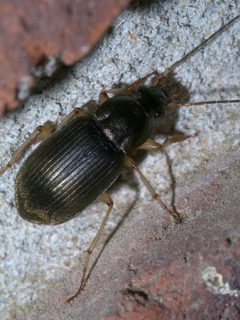 Chlaenius circumcinctus P1330672a by 
xpda. Used under a CC BY-SA 4.0 license.
