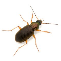 Chlaenius pennsylvanicus pennsylvanicus 314566955 by Koji Shiraiwa. Used under a CC BY 4.0 license.