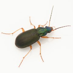 Chlaenius pennsylvanicus pennsylvanicus 314567522 by Koji Shiraiwa. Used under a CC BY 4.0 license.