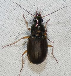 Chlaenius pennsylvanicus 215879659 by kcthetc1. Used under a CC0 license.