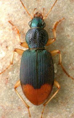 Chlaenius ruficauda by David R. Madison. Used under a CC BY 3.0 license.