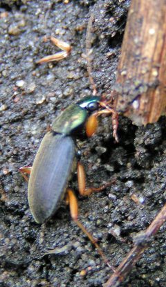 Chlaenius sericeus by Jacy Lucier. Used under a CC BY-SA 4.0 license.