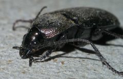 Chlaenius tomentosus P1600652a by 
xpda. Used under a CC BY-SA 4.0 license.