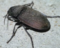 Chlaenius tomentosus P1600655a by 
xpda. Used under a CC BY-SA 4.0 license.