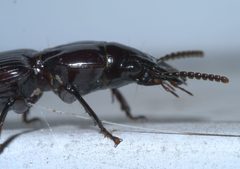 Morion monilicornis P1630189a by 
xpda. Used under a CC BY-SA 4.0 license.
