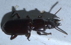 Morion monilicornis P1630191a by 
xpda. Used under a CC BY-SA 4.0 license.