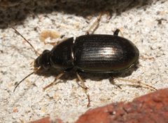 Stenocrepis cuprea - inat 216972109 by {{{name}}}. Used under a CC BY-SA 4.0 license.