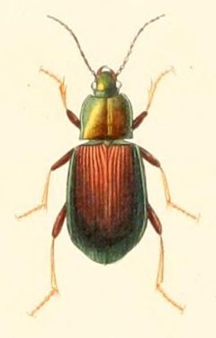 Oodes pallipes by Alcide d'Orbigny. Used under a Public domain license.
