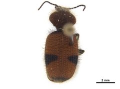 Micrixys distincta CCDB-30447-D02 Dorsal by Smithsonian Institution. Used under a CC BY 3.0 license.