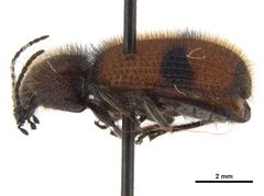 Micrixys distincta CCDB-30447-D02 Lateral by Smithsonian Institution. Used under a CC BY 3.0 license.