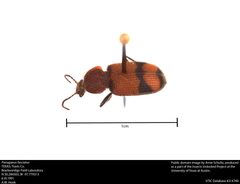Panagaeus fasciatus by Insects Unlocked. Used under a CC0 license.