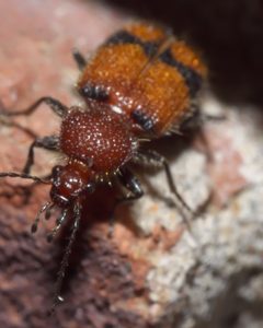 Panagaeus fasciatus P1020791a by 
xpda. Used under a CC BY-SA 4.0 license.