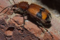 Panagaeus fasciatus P1020793b by 
xpda. Used under a CC BY-SA 4.0 license.