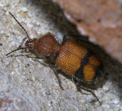 Panagaeus fasciatus P1460924a by 
xpda. Used under a CC BY-SA 4.0 license.
