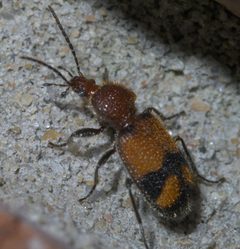 Panagaeus fasciatus P1650398a by 
xpda. Used under a CC BY-SA 4.0 license.