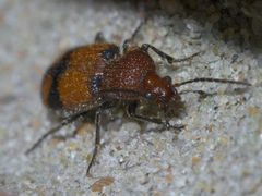 Panagaeus fasciatus P1650401a by 
xpda. Used under a CC BY-SA 4.0 license.