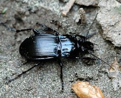 Abax.parallelepipedus by James K. Lindsey. Used under a CC BY-SA 3.0 license.