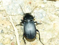 Abax parallelepipedus by Shyamal. Used under a CC BY-SA 3.0 license.