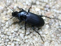 Abax parallelepipedus01 by wikipedia. Used under a Attribution license.