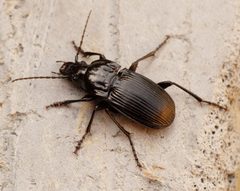 Abax parallelepipedus - Flickr - Bennyboymothman by Ben Sale from UK. Used under a CC BY 2.0 license.