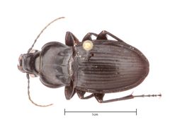 Cyclotrachelus gravidus cropped by Insects Unlocked. Used under a CC0 license.