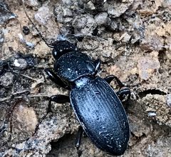 Cyclotrachelus unicolor - inat 255059855 by {{{name}}}. Used under a CC BY 4.0 license.