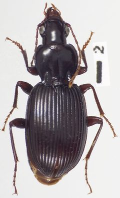 Gastrellarius honestus by Kipling Will. Used under a CC BY 3.0 license.