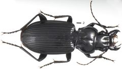 Lophoglossus haldemanni by Kipling Will. Used under a CC BY 3.0 license.