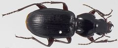 Piesmus submarginatus by Kipling Will. Used under a CC BY 3.0 license.
