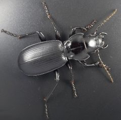 Pterostichus lama by Kipling Will. Used under a CC BY 3.0 license.
