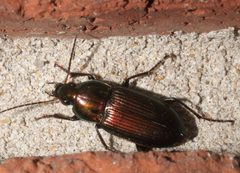 Poecilus chalcites - inat 207260088 by {{{name}}}. Used under a CC BY-SA 4.0 license.