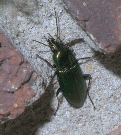 Poecilus chalcites P1190931a by 
xpda. Used under a CC BY-SA 4.0 license.