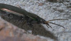 Poecilus chalcites P1390415a by
xpda. Used under a CC BY-SA 4.0 license.