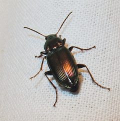 Poecilus lucublandus by Jacy Lucier. Used under a CC BY-SA 4.0 license.