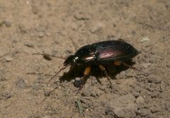 Poecilus lucublandus P1070979a by
xpda. Used under a CC BY-SA 4.0 license.