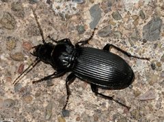 Pterostichus-melanarius-01-fws by Francisco Welter-Schultes. Used under a CC0 license.
