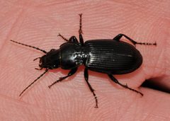 Pterostichus-melanarius-04-fws by Francisco Welter-Schultes. Used under a CC0 license.
