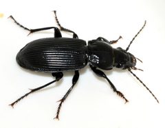 Pterostichus-melanarius-07-fws by Francisco Welter-Schultes. Used under a CC0 license.
