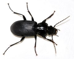 Pterostichus-melanarius-09-fws by Francisco Welter-Schultes. Used under a CC0 license.