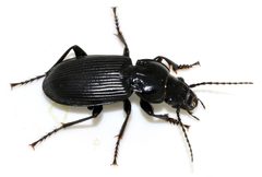 Pterostichus-melanarius-12-fws by Francisco Welter-Schultes. Used under a CC0 license.